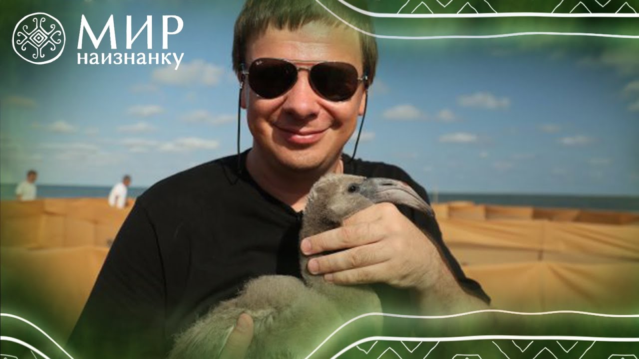 Це так мило! Дмитро Комаров окольцював ПЕРШОГО в Україні фламінго