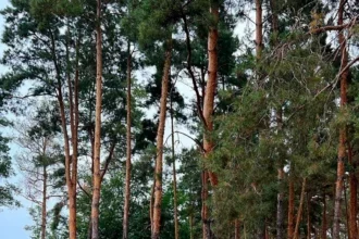 Костянтин Золотухін