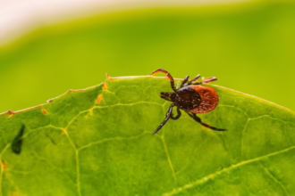 Захист від кліщів: поради та профілактика укусів