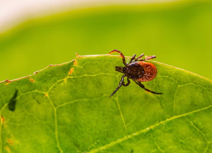 Захист від кліщів: поради та профілактика укусів